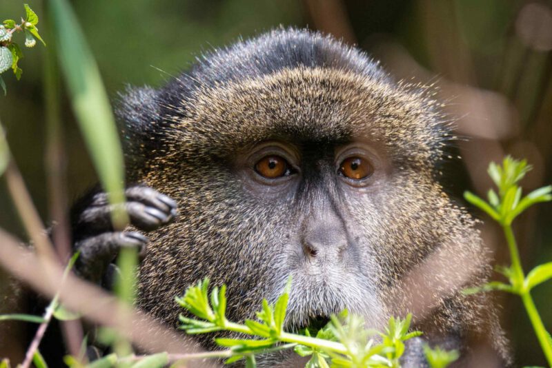 Golden Monkey Trekking in Mgahinga National Park
