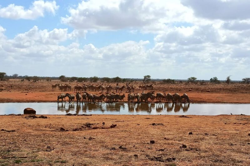 Game drive in Ngutuni Wildlife Conservancy
