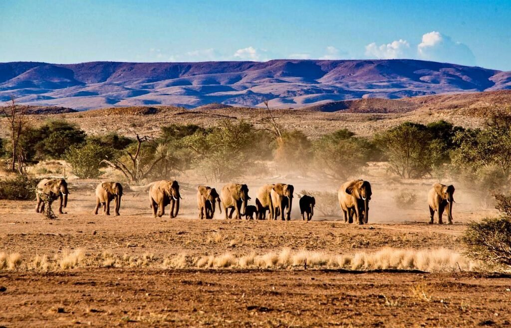 2 week safari, 2 week kenya and tanzania safari, best safari in africa, best destinationations in africa, how much does a 2 week african safari cost