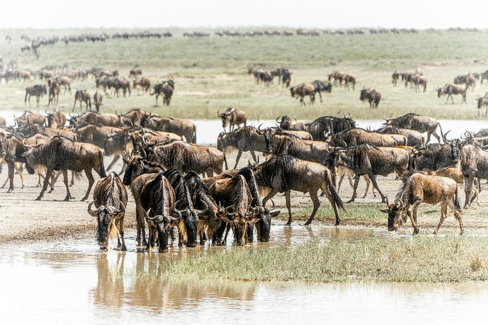2 week safari, 2 week kenya and tanzania safari, best safari in africa, best destinationations in africa, how much does a 2 week african safari cost