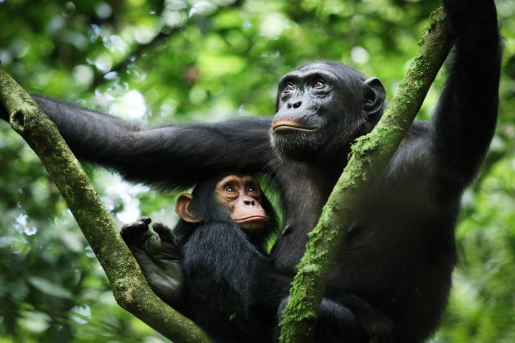 Kabale National park