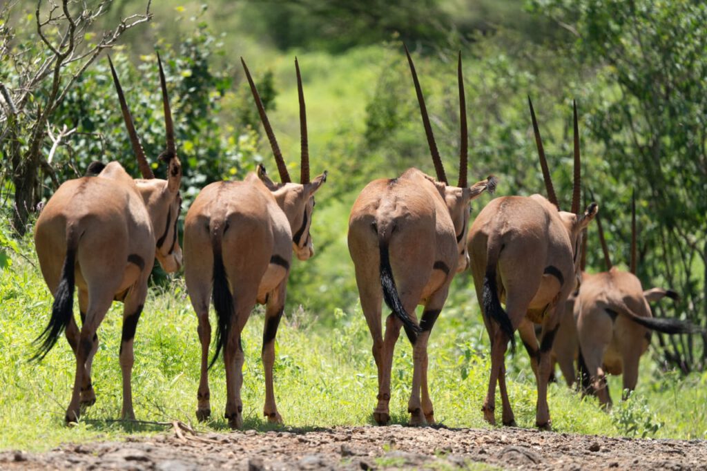 Safaris and Tours